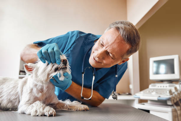 Best Emergency TMJ Treatment in Piedmont, SD